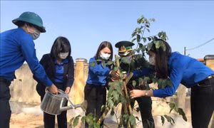 Thanh niên Quảng Trị hưởng ứng Tết trồng cây. Ảnh: Hồ Cầu-TTXVN