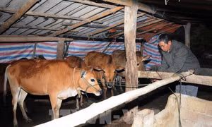 Tại nhiều địa phương, trâu bò mắc bệnh viêm da nổi cục đang có xu hướng tăng. Ảnh : Quang Quyết - TTXVN