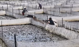 Nông dân Đồng Tháp nuôi ếch lãi hơn 20 nghìn đồng/kg