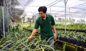 Anh Nguyễn Đức Thọ chăm sóc lan huệ. Ảnh: Nhựt An - TTXVN 