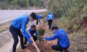 Đoàn viên Thanh niên thành phố Móng Cái tham gia trồng cây. Ảnh: doanthanhnien.vn 