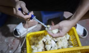 Gà ri Lạc Thủy được tiêm phòng vaccine và phân loại trống mái trước khi cung cấp cho các hộ nuôi trong vùng. Ảnh: Trọng Đạt - TTXVN 