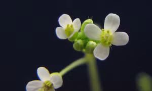 Cây Arabidopsis thaliana. Ảnh: inaturalist.org