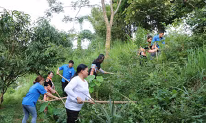 Trí thức trẻ tình nguyện tại Đoàn Kinh tế - Quốc phòng 356 (Phong Thổ, Lai Châu) giúp người dân phát triển kinh tế. Ảnh: Đinh Thùy – TTXVN