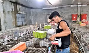 Mô hình nuôi thỏ New Zealand của anh Nguyễn Đức Thuần ở Quảng Bình mang lại giá trị kinh tế cao, Ảnh: nld.com.vn