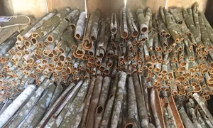 Nhờ chăm trông quế, nhiều người Dao ở Bắc Hà, Lào Cai có cuộc sống ổn định. Ảnh :vietnamnet.vn