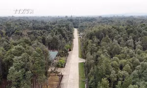 Diện tích trồng dó trầm tại xã Phúc Trạch (Hương Khê, Hà Tĩnh). Ảnh: Hữu Quyết - TTXVN