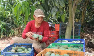 Sẽ chuyển giao giống xoài Mỹ cho người dân canh tác
