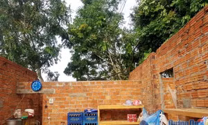 Khẩn trương giúp người dân bị ảnh hưởng lốc xoáy ở huyện Ba Tơ ổn định chỗ ở