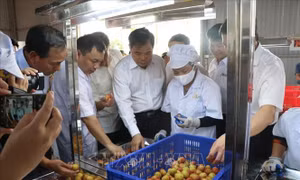Hải Dương xuất lô vải đầu tiên đi Singapore, Mỹ, Australia trong năm 2020