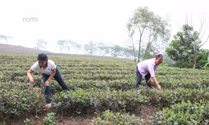 Các hộ tham gia Dự án hỗ trợ phân bón phát triển cây chè tại xã Tân Linh, huyện Đại Từ chăm sóc chè xuân. Ảnh: Hoàng Nguyên - TTXVN