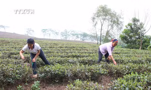 Các hộ tham gia Dự án hỗ trợ phân bón phát triển cây chè tại xã Tân Linh, huyện Đại Từ chăm sóc chè xuân. Ảnh: Hoàng Nguyên - TTXVN