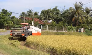 Thu hoạch lúa Thu Đông bằng cơ giới ở xã Đồng Thạnh, Gò Công Tây. Ảnh: Minh Trí - TTXVN 