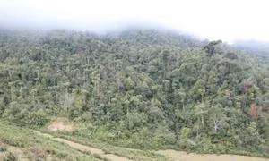 Diện tích rừng tự nhiên, rừng phòng hộ được bảo vệ nghiêm ngặt tại huyện Mường Tè. Ảnh: Nguyễn Oanh - TTXVN