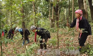 Người dân vùng cao Lai Châu phát dọn thượng bì ngăn ngừa cháy rừng. Ảnh: Quang Duy/TTXVN
