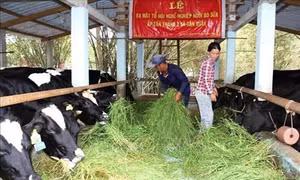 Chăn nuôi bò sữa mang lại hiệu quả kinh tế cao ở Bến Tre. Ảnh : Trương Công Trí - TTXVN