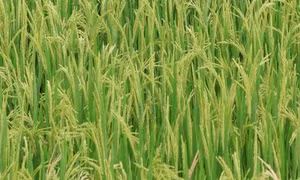 Nhật Bản phát triển giống lúa có khả năng chịu mặn
