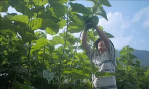 Trồng dâu nuôi tằm giúp đồng bào xã vùng sâu Đăng Hà ổn định kinh tế