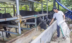 Mô hình nuôi bò 3B của ông Hoàng Văn Thế, ở xóm Thành Tiến (Tràng Xá, Võ Nhai).