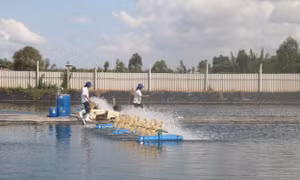 Tiền Giang phát triển nuôi hải sản ven biển