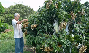 Nhiều nông dân ở huyện Châu Thành được vay vốn từ Quỹ hỗ trợ nông dân để trồng nhãn theo tiêu chuẩn an toàn. Ảnh: Nhựt An-TTXVN