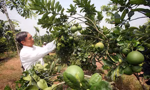 Nhiều diện tích đất nông nghiệp được cải tạo để chuyên canh cây ăn quả đặc quả, cho hiệu quả kinh tế cao. Ảnh: Trần Việt - TTXVN