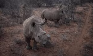 Botswana cứu tê giác bằng phương pháp cưa bỏ sừng. Ảnh: thiennhien.net