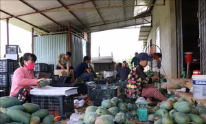 Người dân huyện Mai Sơn phân loại, lựa chọn xoài đóng gói phục vụ xuất khẩu. Ảnh: Hữu Quyết - TTXVN