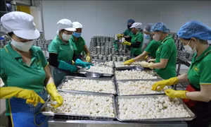 Công đoạn sơ chế quả vải thiều tươi. Ảnh: Vũ Sinh - TTXVN