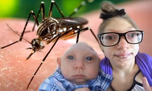 Muỗi Aedes là vật trung gian truyền bệnh.Ảnh : medlatec.vn