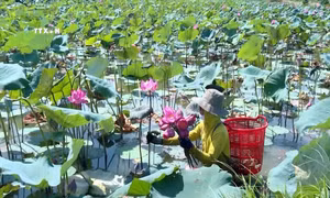 Thu hoạch hoa sen tại Hợp tác xã Sen Tả Phan, xã Duy Ninh (Quảng Ninh, Quảng Bình). Ảnh: TTXVN phát 