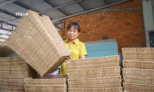 Chị Thúy kiểm tra sản phẩm. Ảnh: Giang Phương - TTXVN