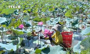 Thu hoạch hoa sen tại Hợp tác xã Sen Tả Phan, xã Duy Ninh (Quảng Ninh, Quảng Bình). Ảnh: TTXVN phát 