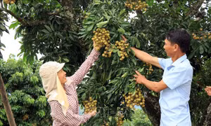 Thành viên Hợp tác xã Dịch vụ nông nghiệp Hưng Lộc kiểm tra chất lượng quả nhãn chín sớm. Ảnh: Hữu Quyết – TTXVN