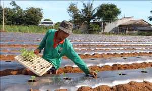 Nông dân xã Mỹ Long Nam, huyện Cầu Ngang xuống giống mướp đắng vụ Hè Thu. Ảnh: Thanh Hòa - TTXVN 