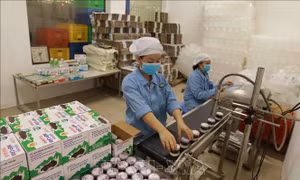 Đóng gói sản phẩm sữa chua tại cơ sở sản xuất của Hợp tác xã chăn nuôi bò sữa Tam Đảo, xã Bồ Lý, huyện Tam Đảo (Vĩnh Phúc). Năm 2019, sản phẩm sữa chua, sữa chua nếp cẩm, sữa tươi đóng chai của HTX đạt chất lượng sản phẩm OCOP 3 sao. Ảnh: Vũ Sinh - TTXVN