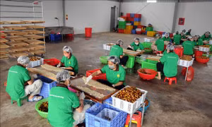 Nhân viên Công ty cổ phần xuất nhập khẩu hoa quả Sơn La chế biến long nhãn. Ảnh: Quang Quyết-TTXVN