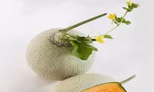 Sản phẩm dưa lưới ô xanh đạt tiêu chuẩn OCCOP ở Khánh Hòa. Ảnh : chonongsankhanhhoa.vn