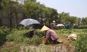 Nông dân chuyển đổi cơ cấu cây trồng thích ứng với hạn mặn. Ảnh: Minh Trí