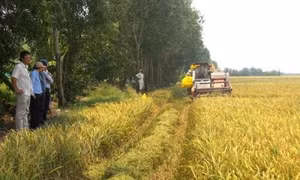 Nông dân huyện Giá Rai thu hoạch lúa Hè Thu. Ảnh: Huỳnh Sử - TTXVN