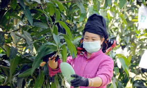 Thành viên Hợp tác xã nông nghiệp an toàn Chiềng Hặc, huyện Yên Châu, tỉnh Sơn La thu hoạch xoài để phục vụ xuất khẩu. Ảnh: Quang Quyết-TTXVN