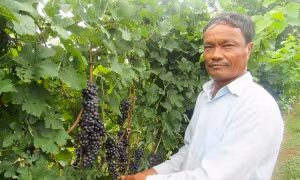 Vườn nho rượu NH02-90 (Syrah) tại xã Phước Thuận, huyện Ninh Phước. Nguồn: baoninhthuan.com.vn 