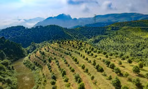 Diện tích trồng cây mắc ca tại xã Quài Nưa, huyện Tuần Giáo (Điện Biên). Ảnh: Xuân Tư – TTXVN 