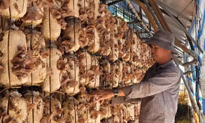 Anh Vũ Văn Khánh, ở ấp Liên Hiệp, xã Xà Bang, huyện Châu Đức kiểm tra sản phẩm. Ảnh: Hoàng Nhị - TTXVN 