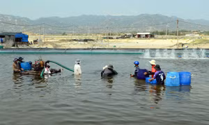 Mô hình nuôi ốc hương trong ao cát trải bạt ở xã Phước Dinh (Thuận Nam, Ninh Thuận). Ảnh: Công Thử - TTXVN