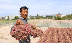 Nông dân xã Nhơn Hải, huyện Ninh Hải, phấn khởi vì hành tím được mùa, được giá. Ảnh: Nguyễn Thành – TTXVN