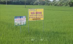 Mô hình trồng lúa VD 20 hữu cơ xuất khẩu tại xã Đồng Thạnh, huyện Gò Công Tây. Ảnh: Minh Trí-TTXVN