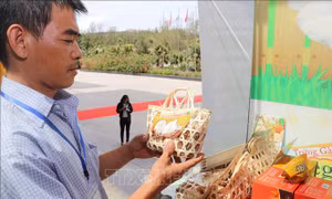 Người chăn nuôi gà tại Bình Định quan tâm nhiều đến giống và các sản phẩm có chất lượng cao từ gà. Ảnh: Phạm Kha – TTXVN