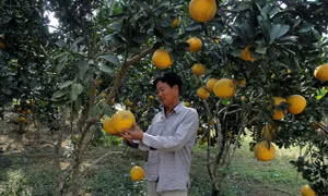Bưởi Diễn trồng trên đất Võ Nhai (Thái Nguyên). Ảnh: baothainguyen.org.vn