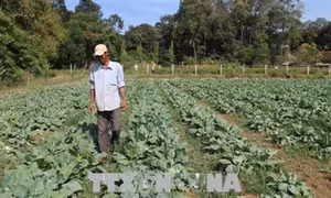 Nhiều hộ gia đình thoát nghèo nhờ đầu tư trồng màu. Ảnh: Thanh Hoà - TTXVN